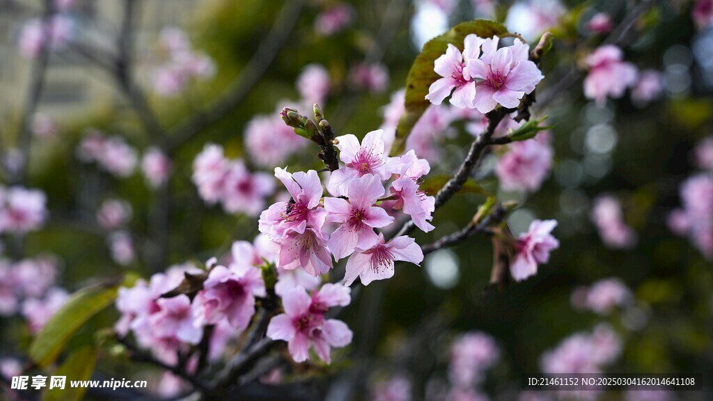梅花