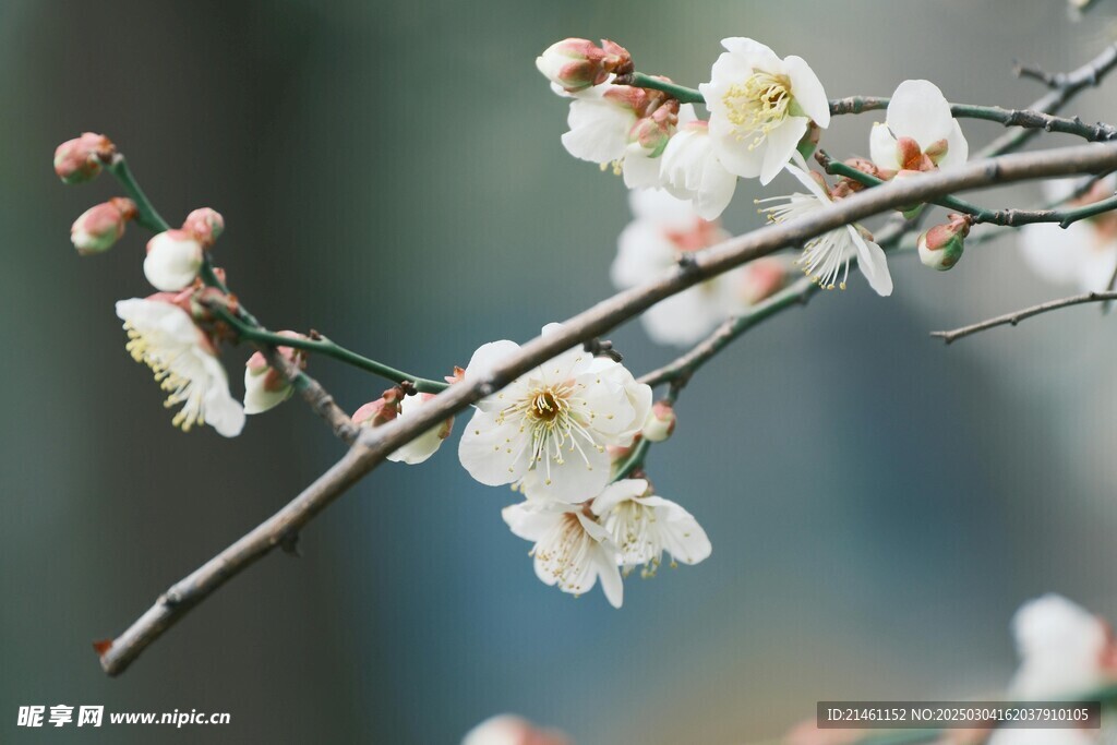 梅花