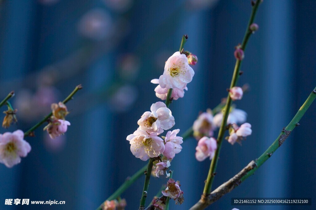 梅花