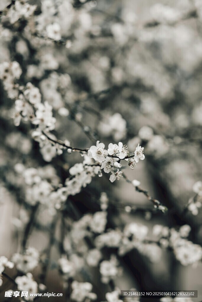 梅花