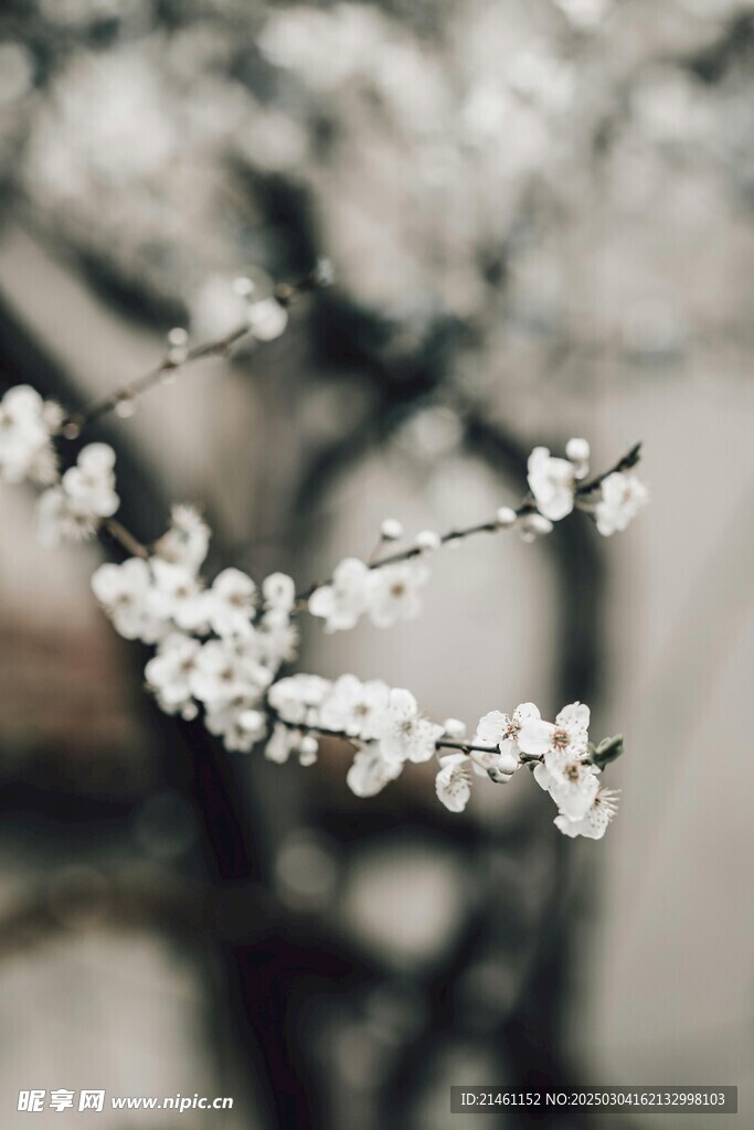 梅花