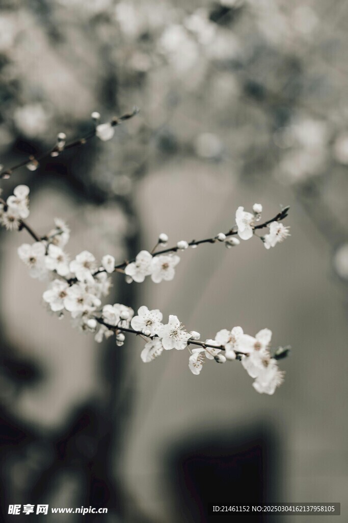 梅花