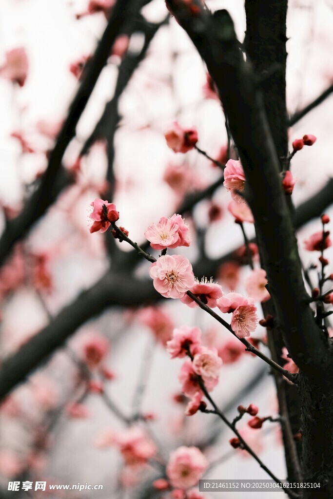 梅花