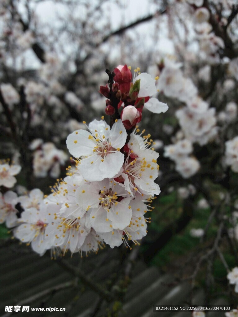 梅花