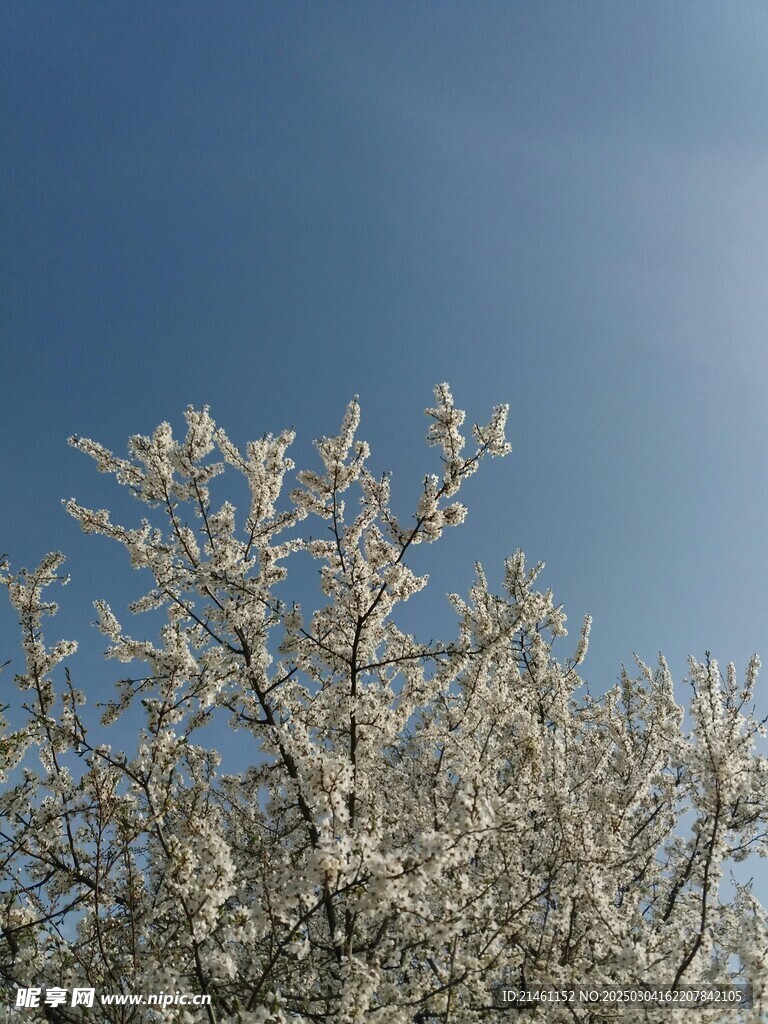 梅花