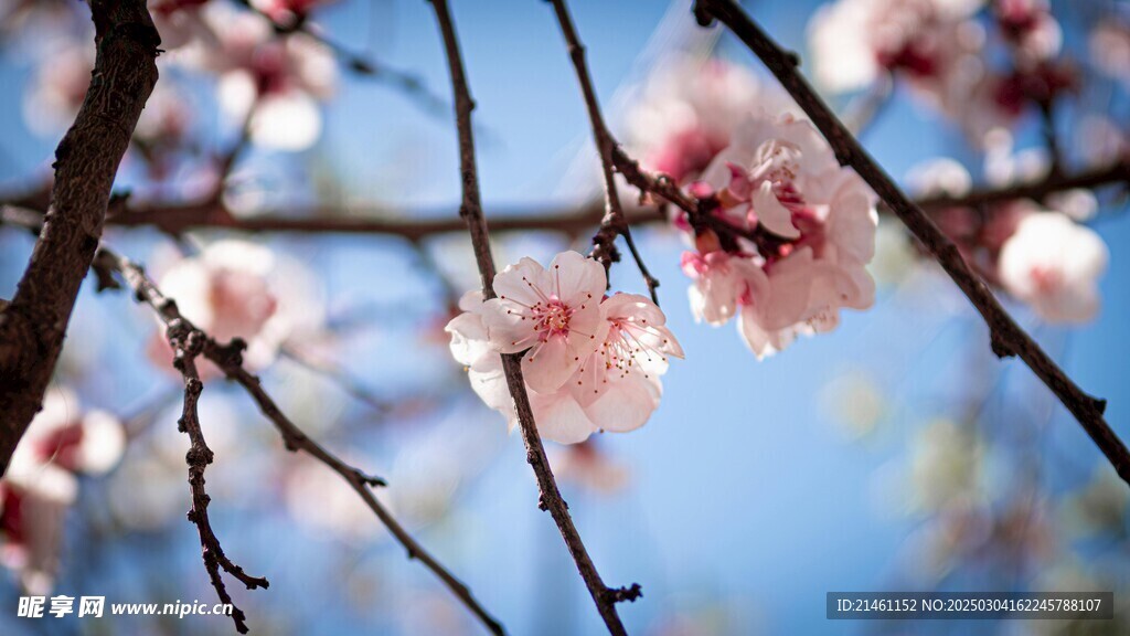 梅花