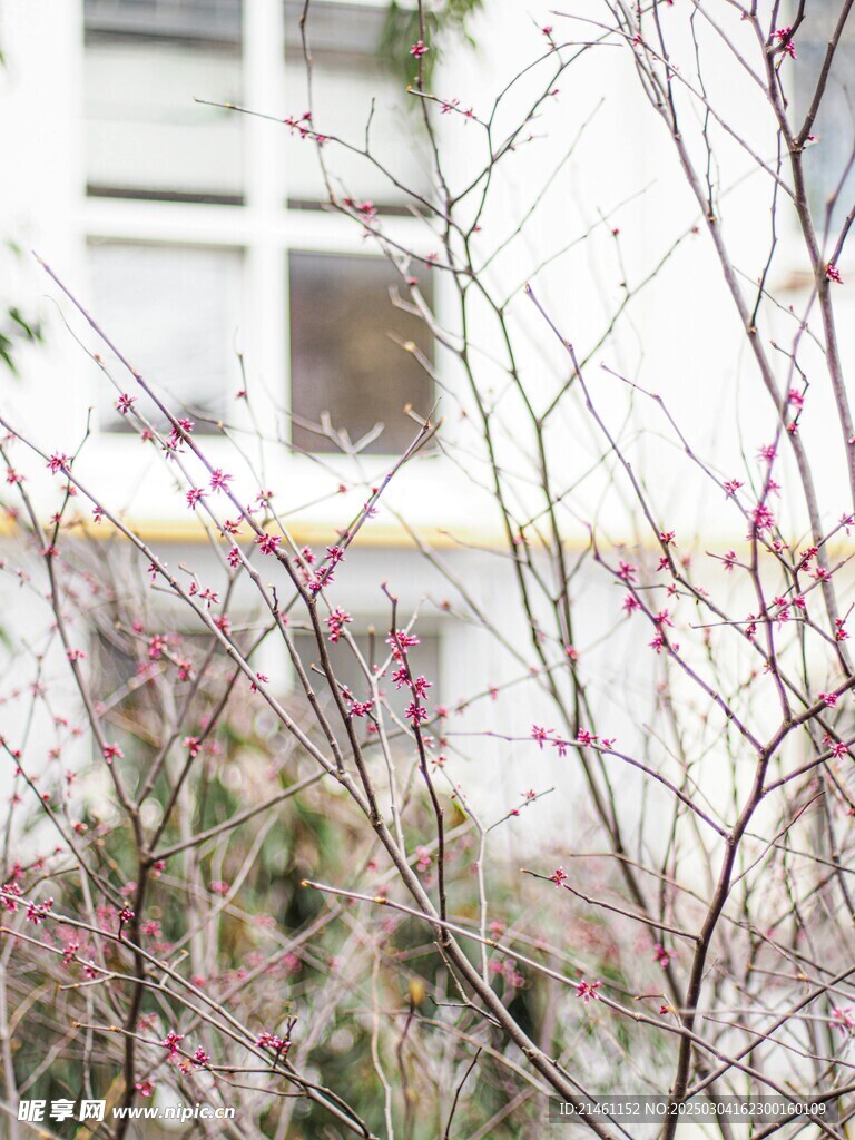 梅花