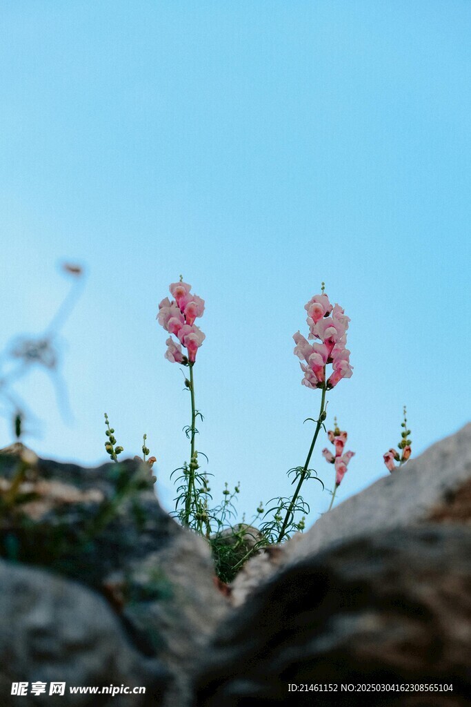 梅花