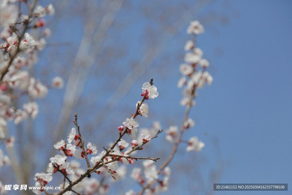 梅花