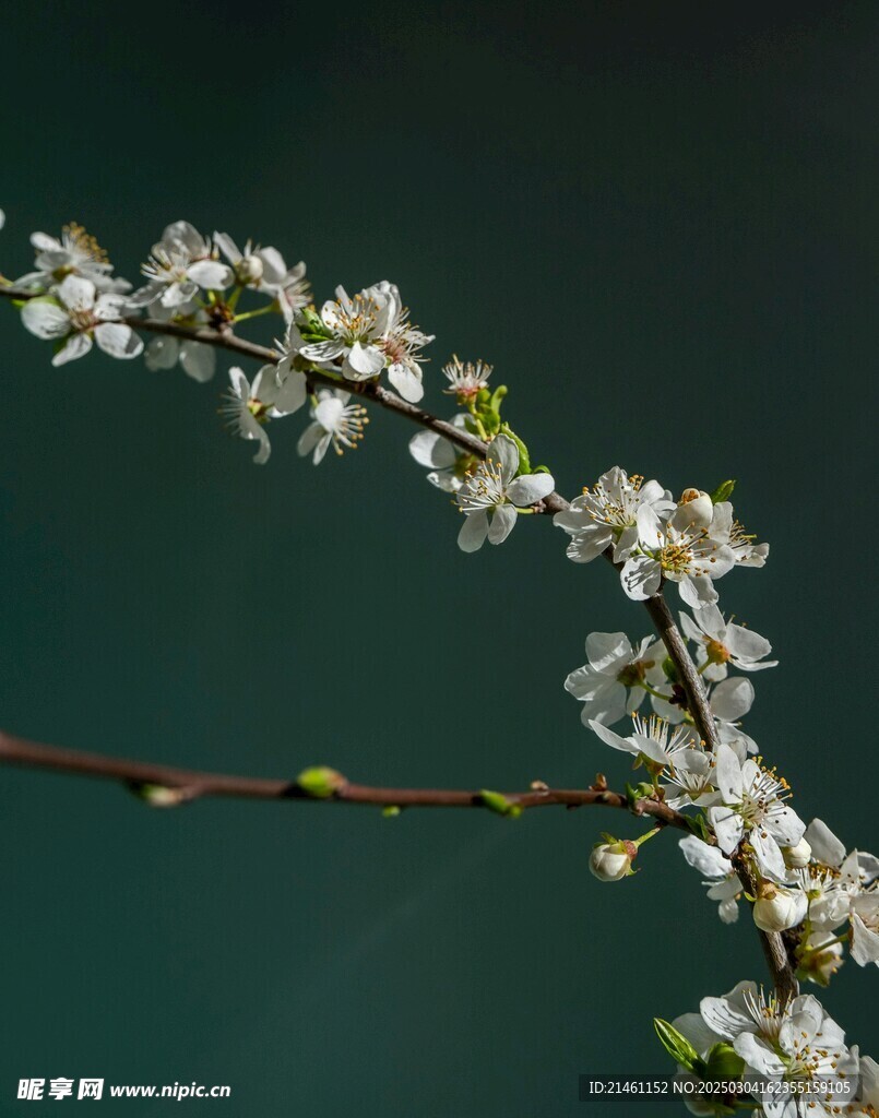 梅花