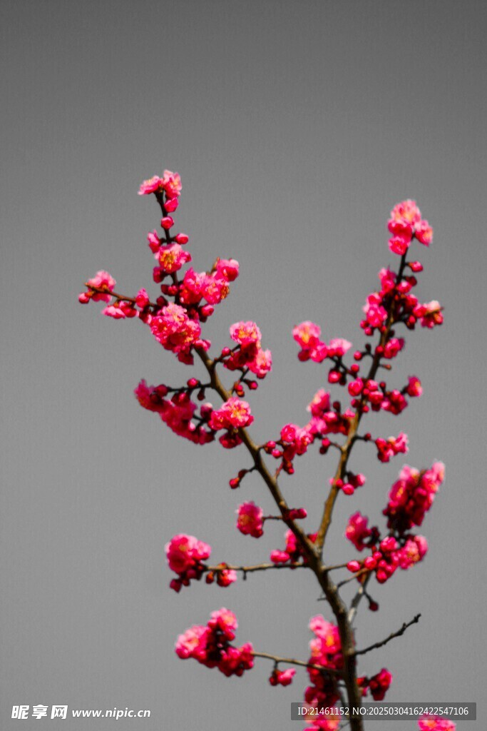 梅花