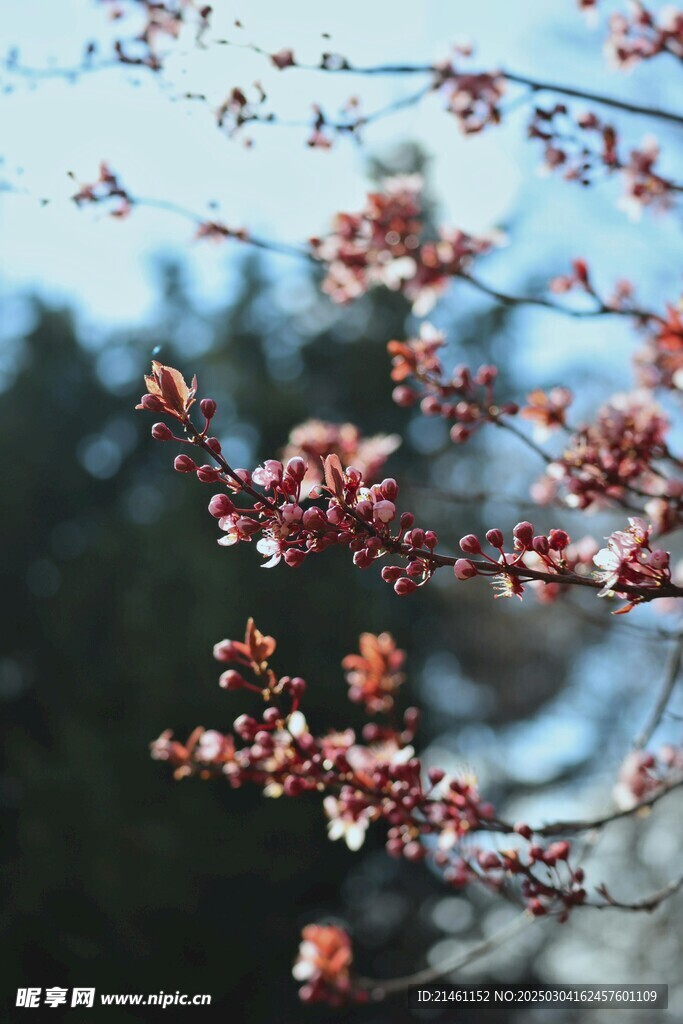 梅花
