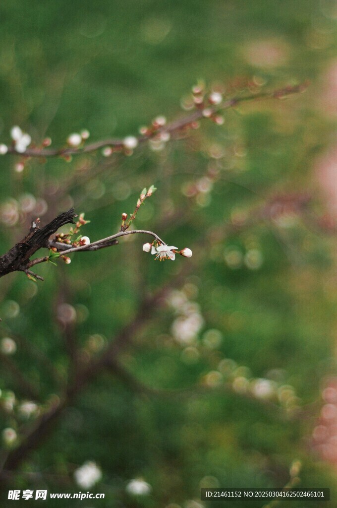 梅花