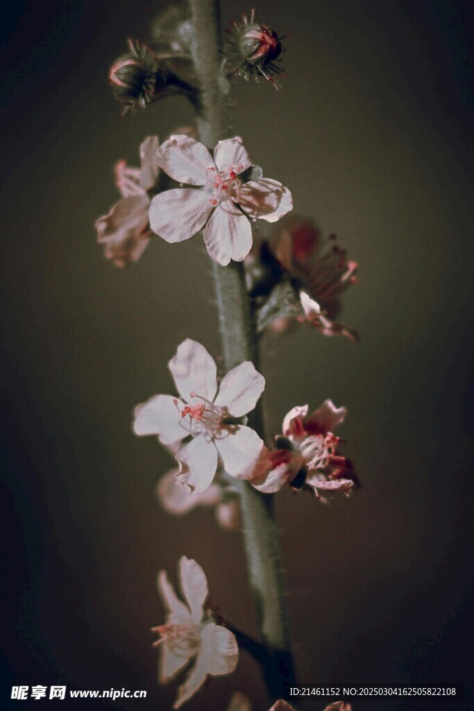 梅花