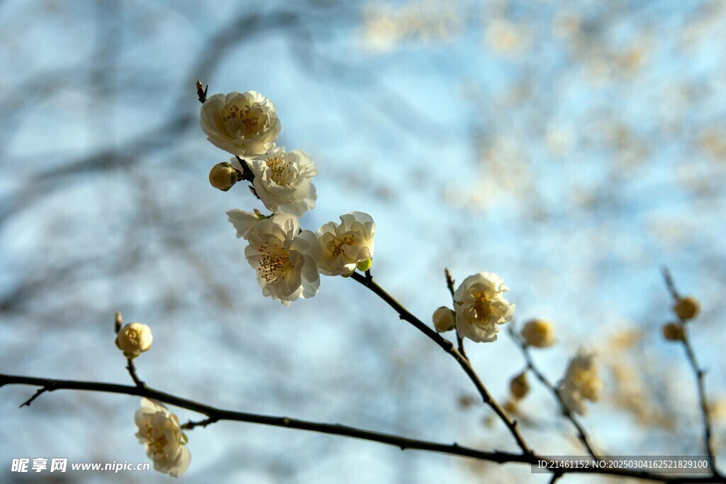 梅花