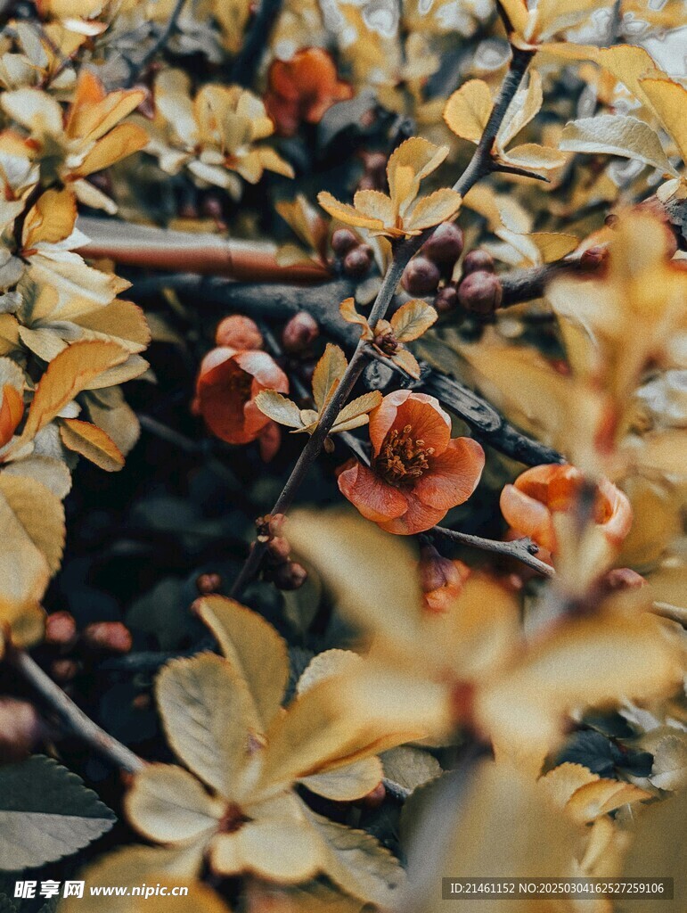 梅花