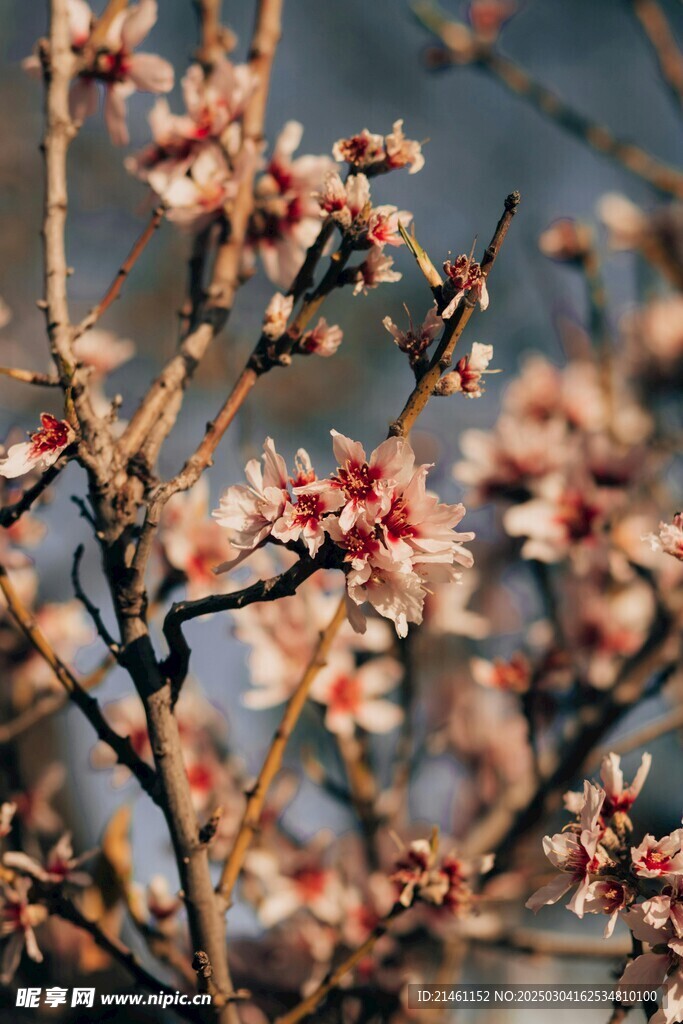 梅花
