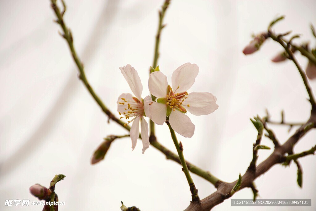 梅花
