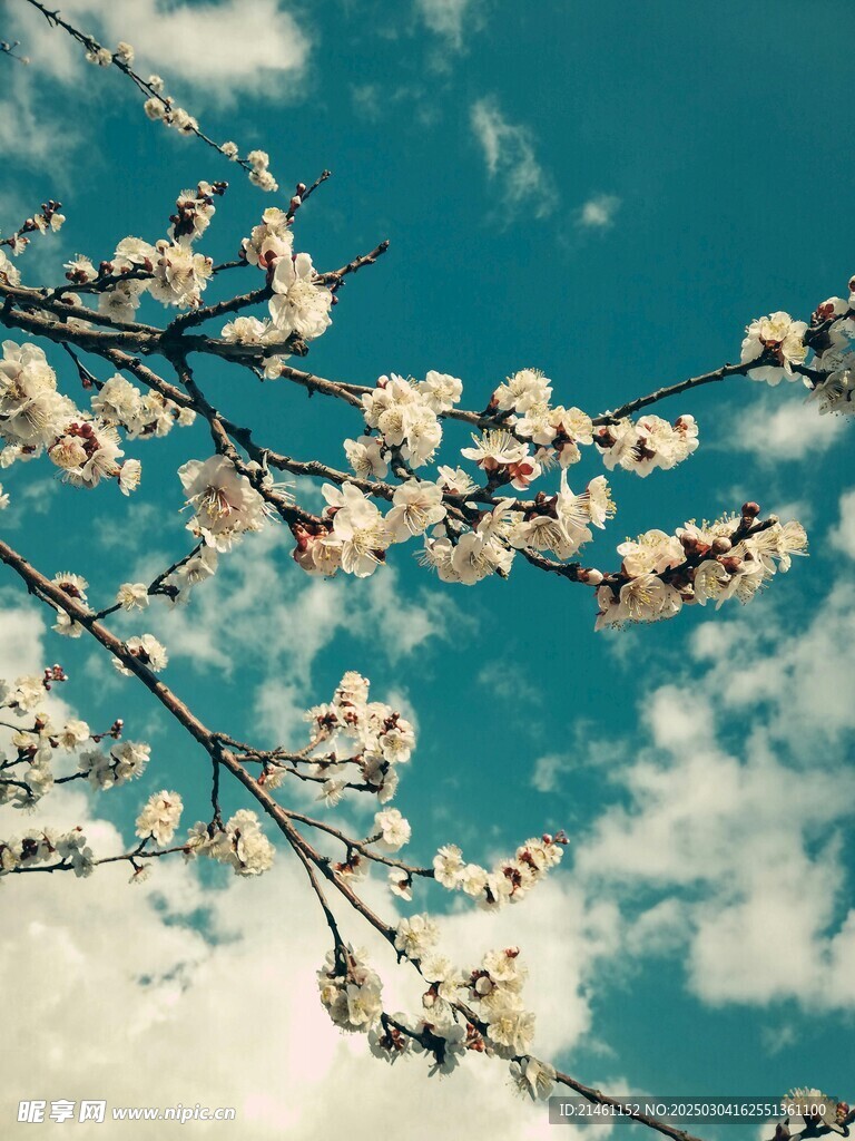 梅花