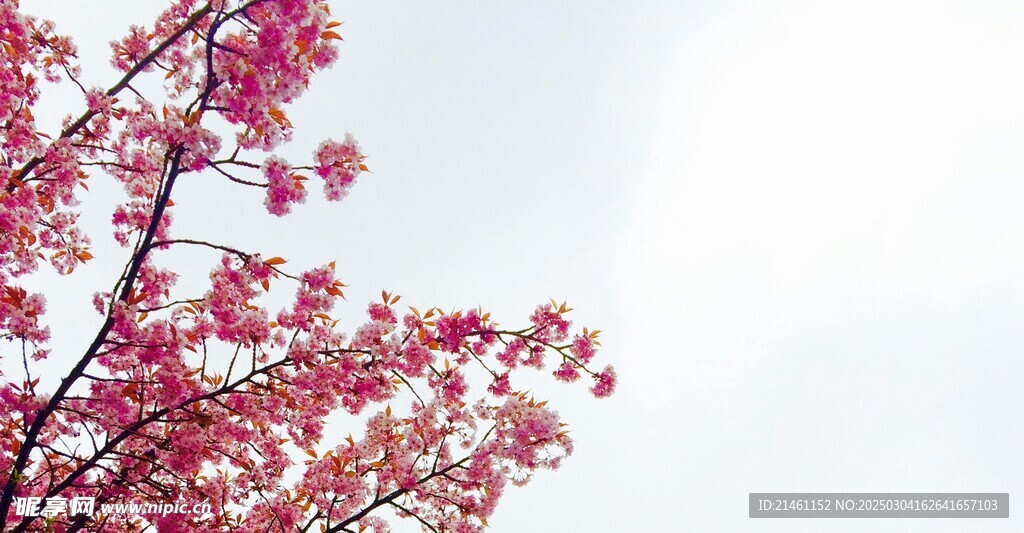 梅花