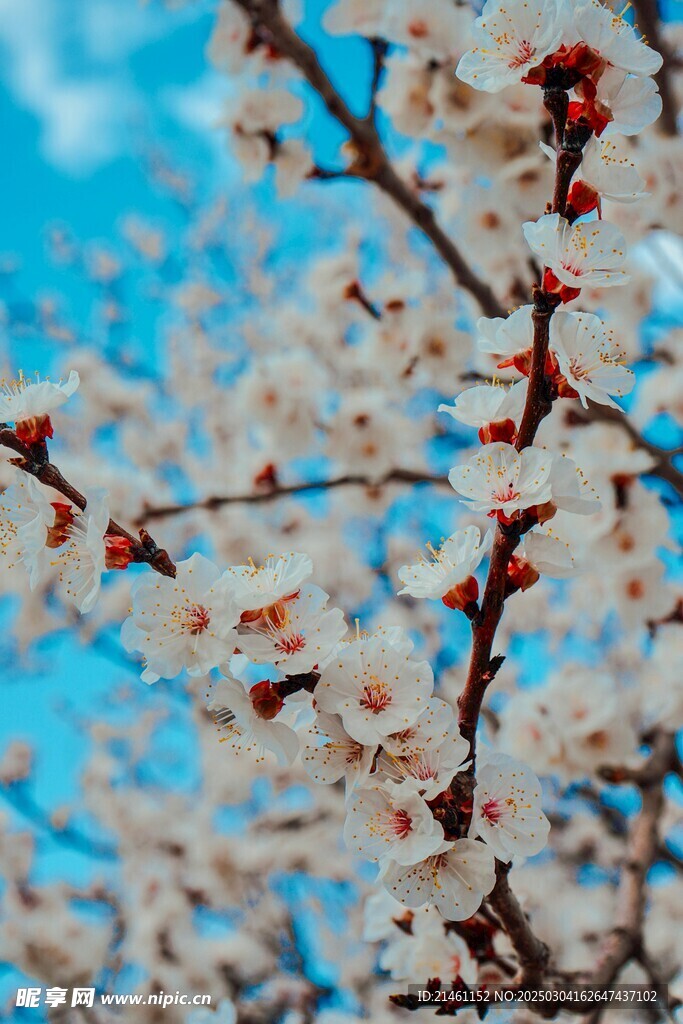 梅花