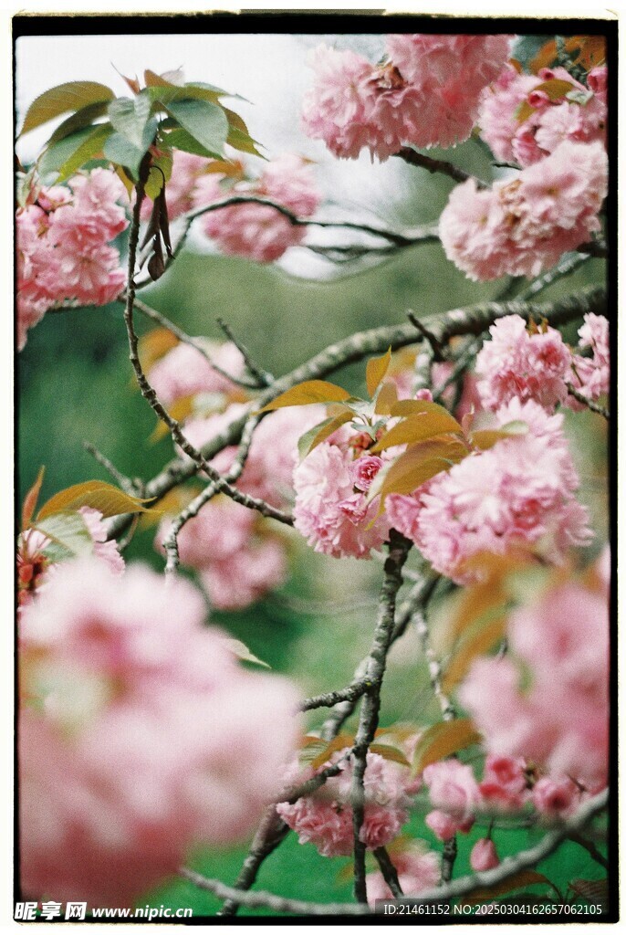 梅花