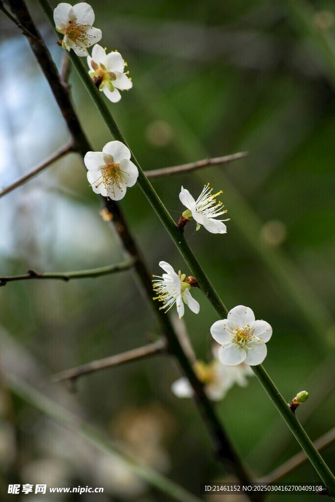 梅花
