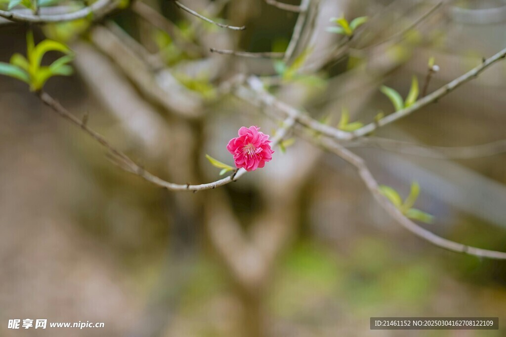 梅花