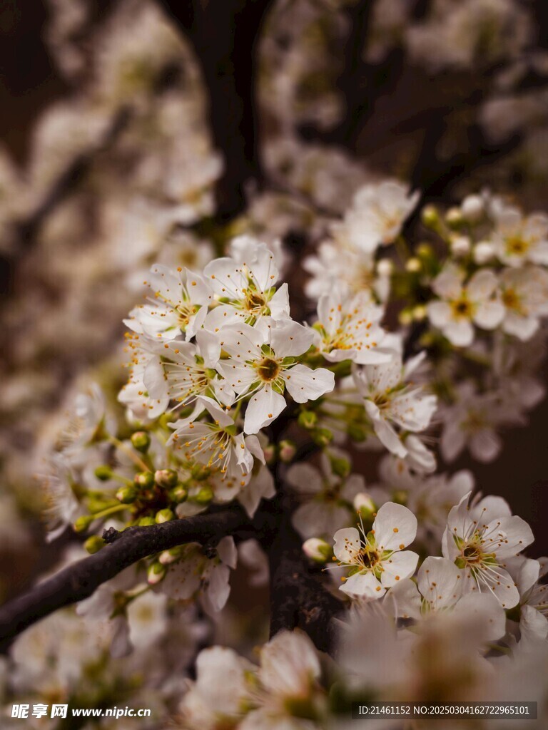 梅花