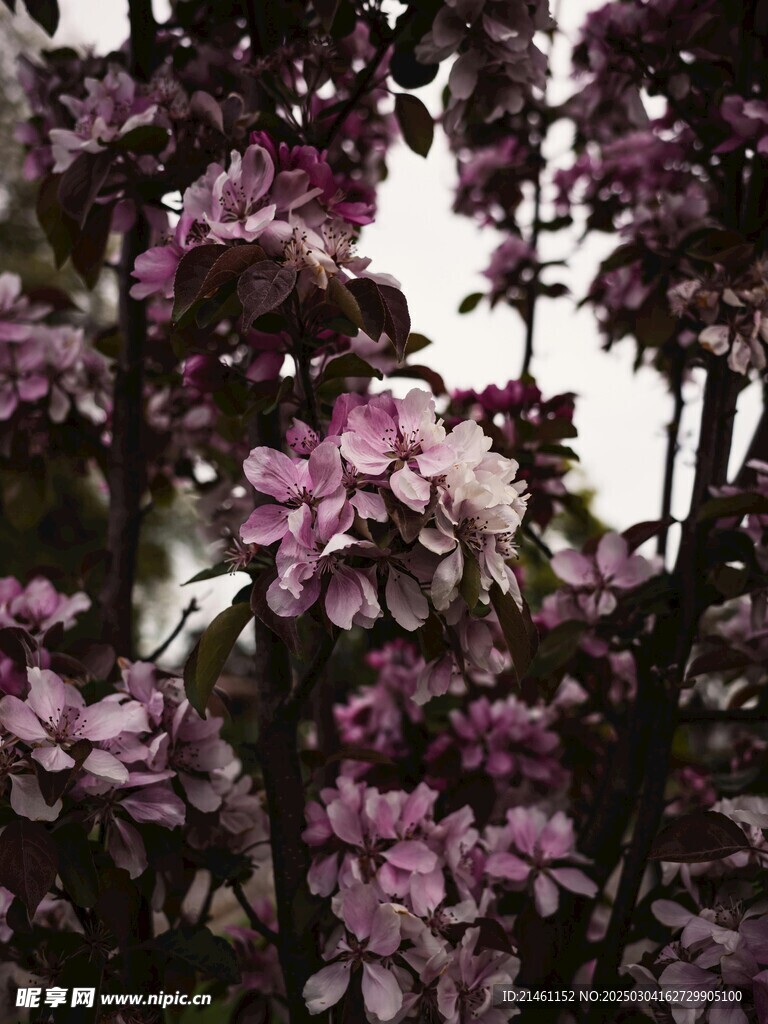 梅花