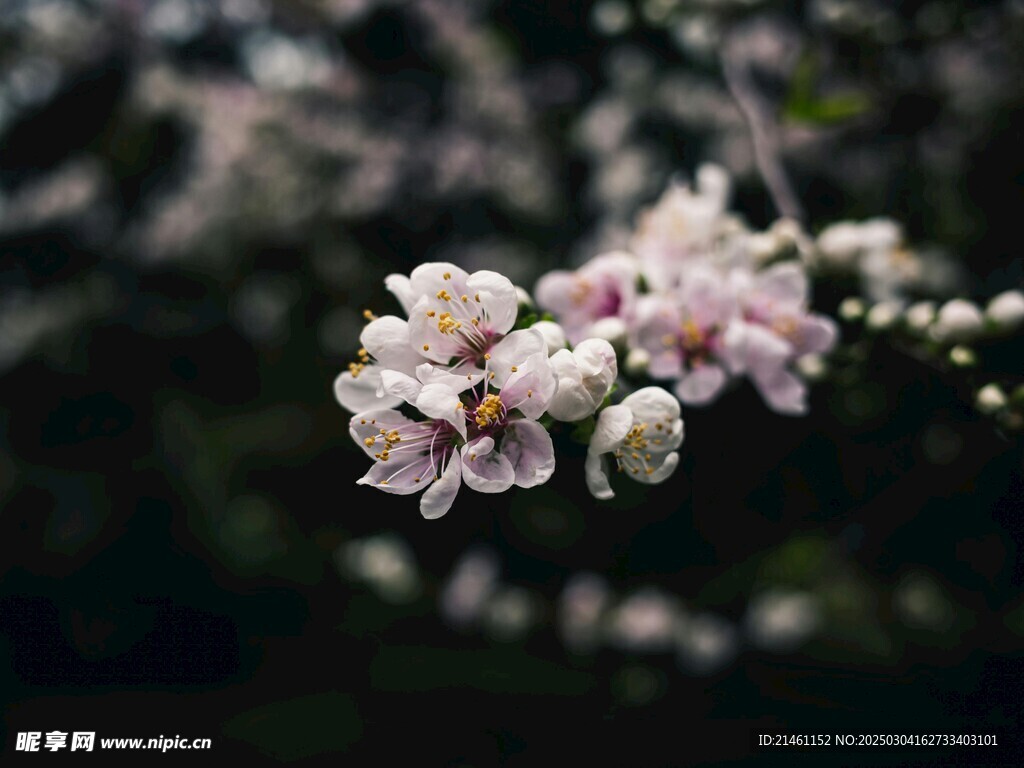 梅花