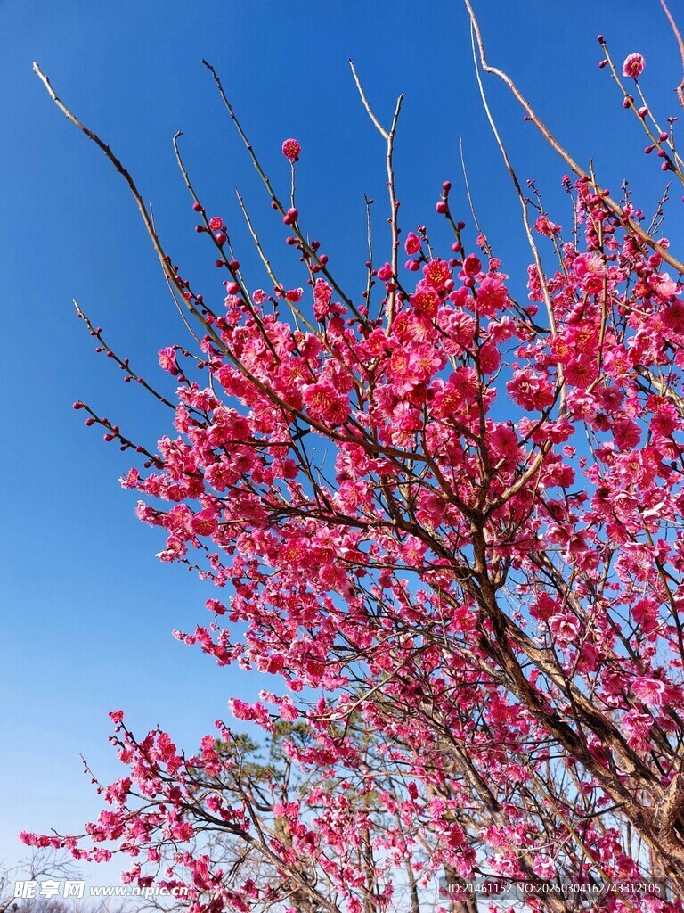 梅花