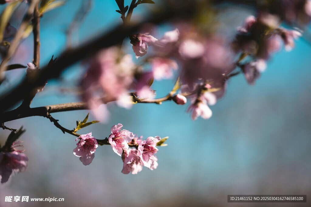 梅花