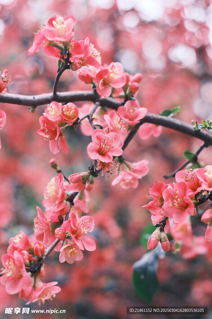 梅花