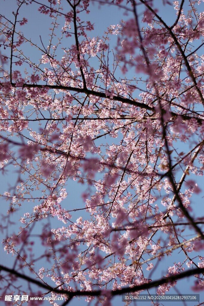梅花