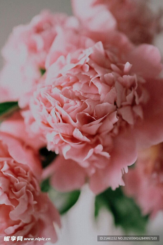 梅花