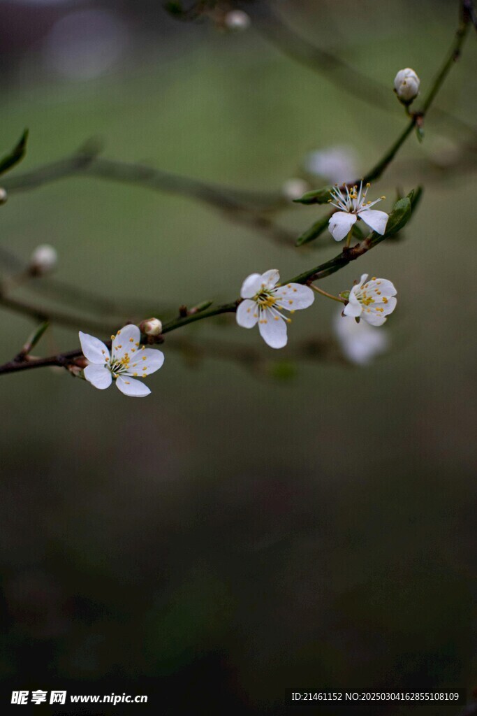 梅花
