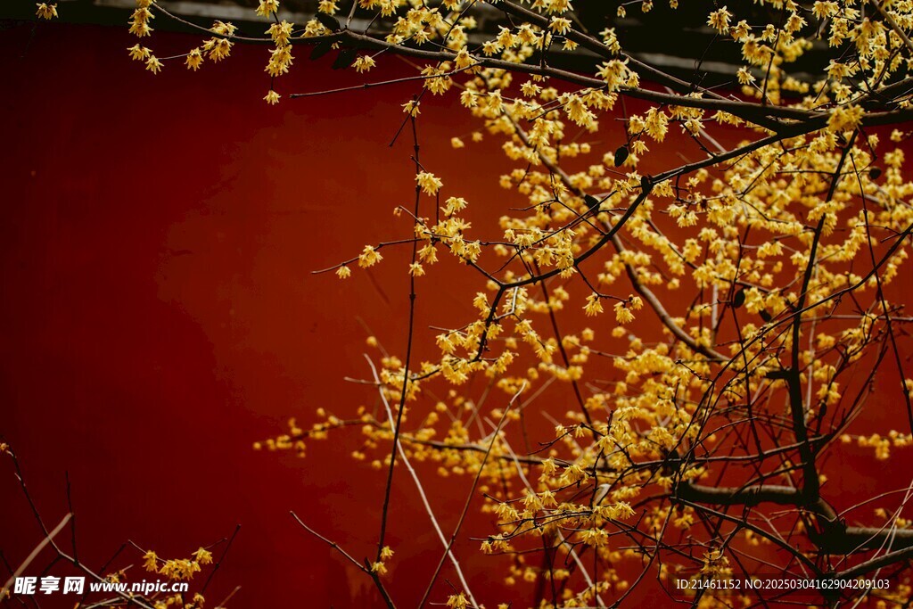梅花