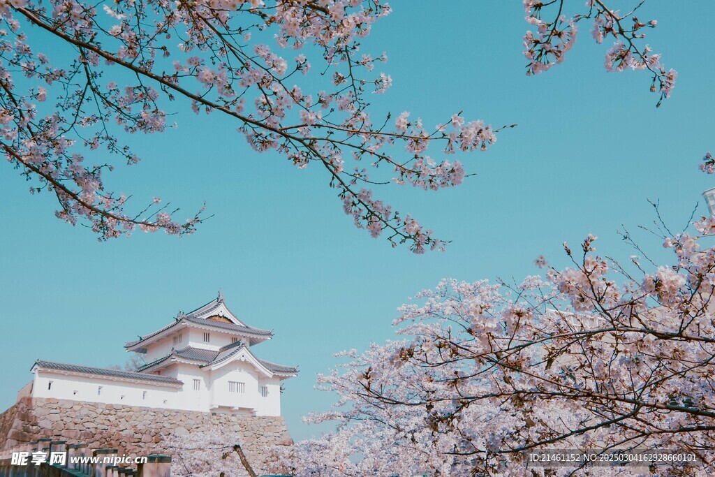 梅花