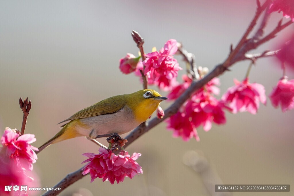 梅花
