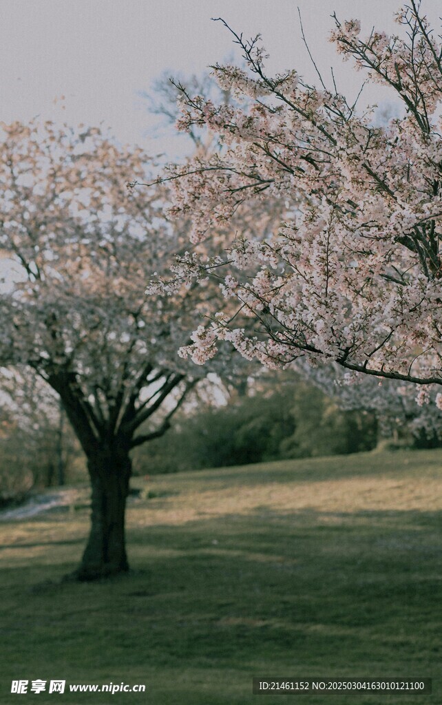 梅花