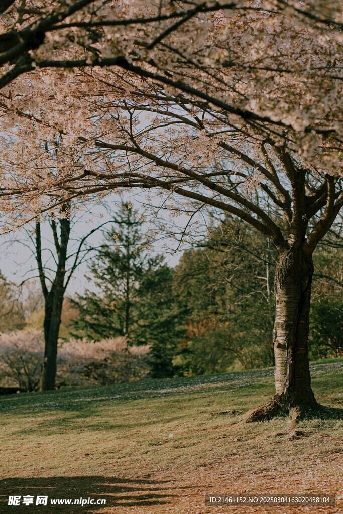 梅花