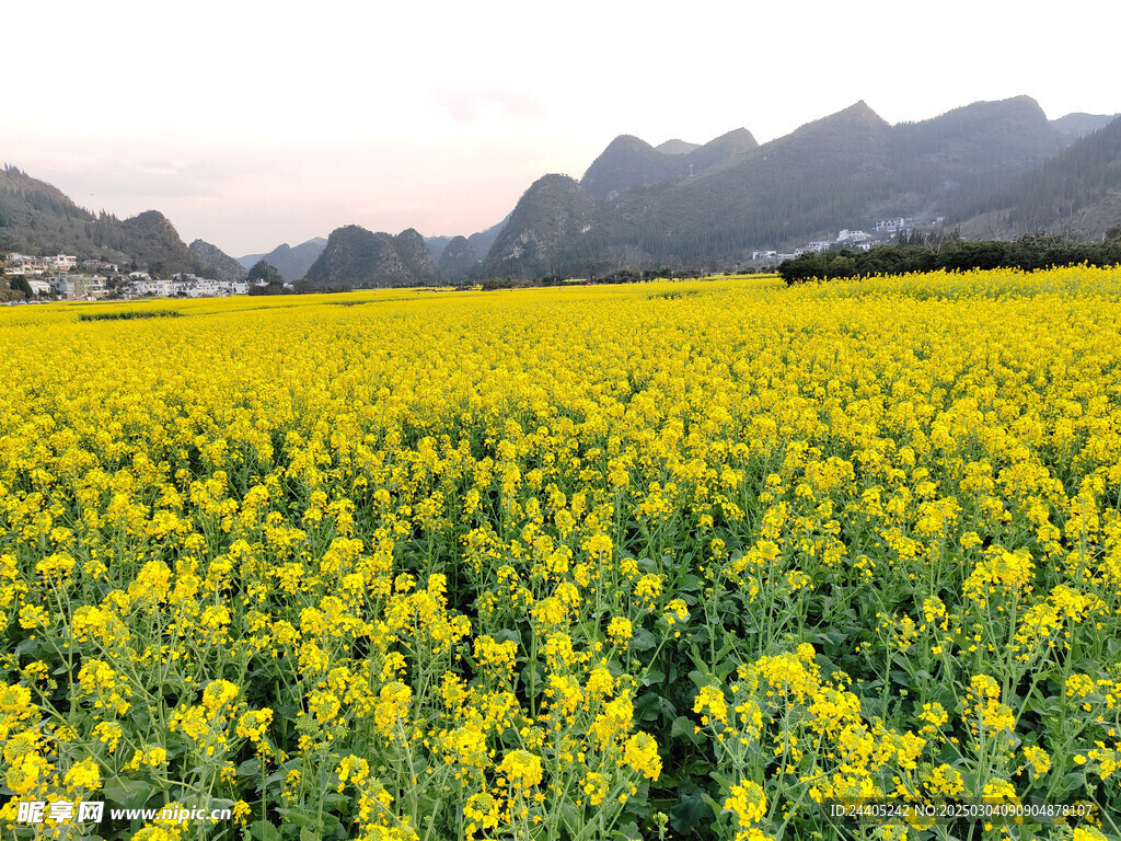 万峰林春天  