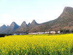 万峰林油菜花