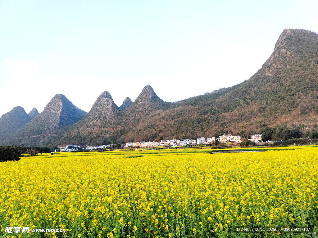 万峰林油菜花