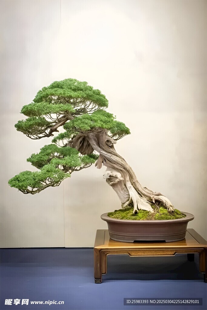盆景