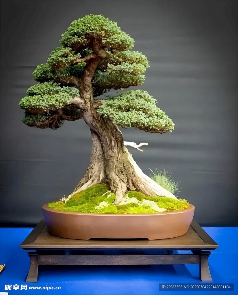 盆景