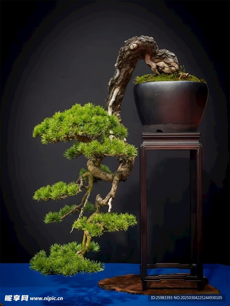 盆景