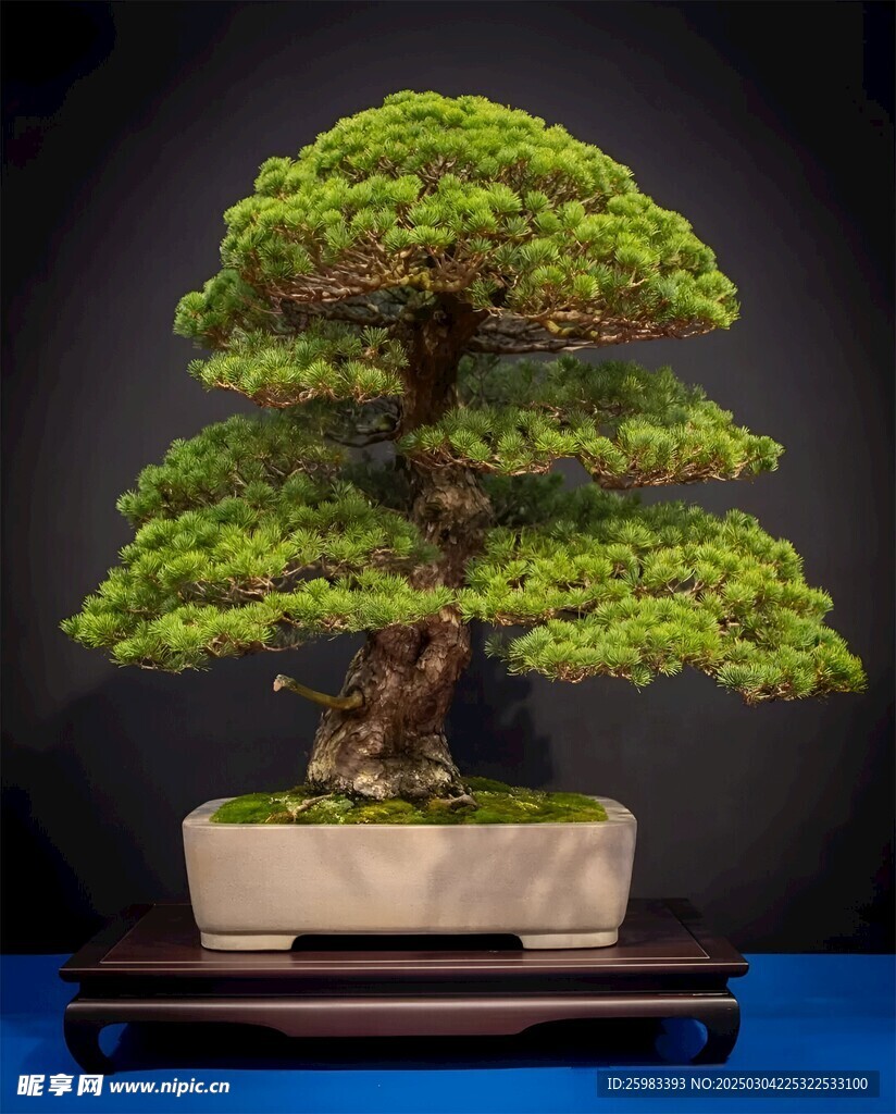 盆景