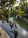 枇杷树
